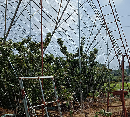 果蔬大棚建设 果蔬大棚建设
