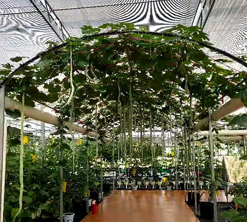 果蔬大棚建设 果蔬大棚建设